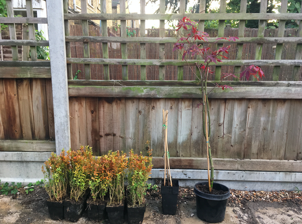 plants for a small london backyard box acer wisteria