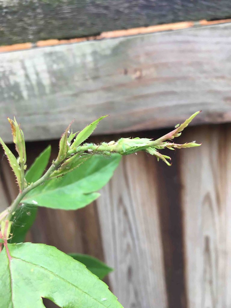 A picture of aphids on my rose bush.