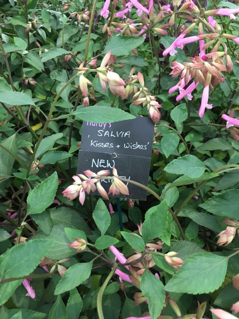 Chelsea flower show small garden Salvia kisses and wishes