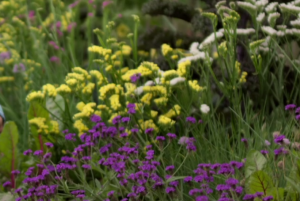 Small london backyard garden ideas colourwheel gardeners world