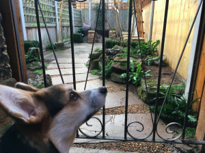 Humorous gardening blog london small terrace garden photo of Pablo the Corgi beside the lush green ferns in the newly planted woodland garden.