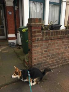 east london funny garden blog, Pablo the corgi, taking a dump out the front of blue van man's house.