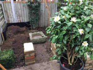 east london funny garden blog, progress shot with one trough in place and the camellia ready to go in.